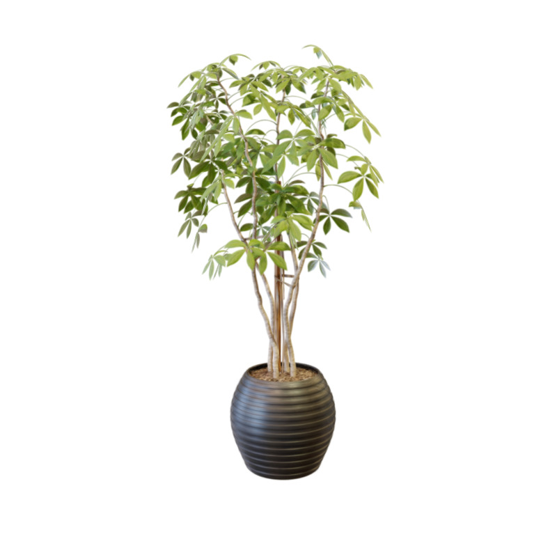 Ficus Preview Image